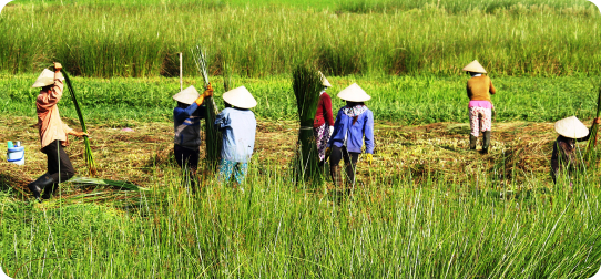 Chiếu cói Tiến Đạt