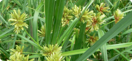 Chiếu cói Tiến Đạt